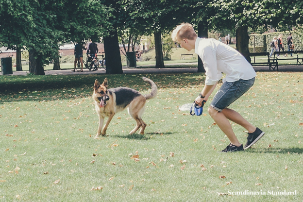 Playing with the dog - Pet Care in Denmark | Scandinavia Standard