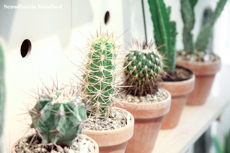 Kaktus Copenhagen Cacti on Shelf Display - Jægersborggade | Scandinavia Standard