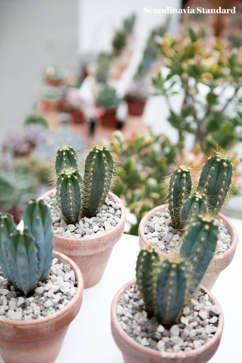 Kaktus Copenhagen - Cute Cacti - Jægersborggade | Scandinavia Standard