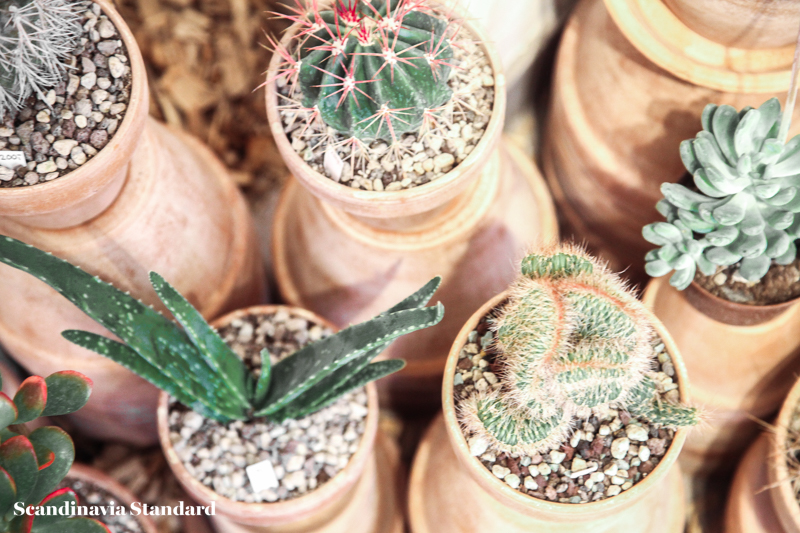 Kaktus Copenhagen - Cute Plants | Scandinavia Standard