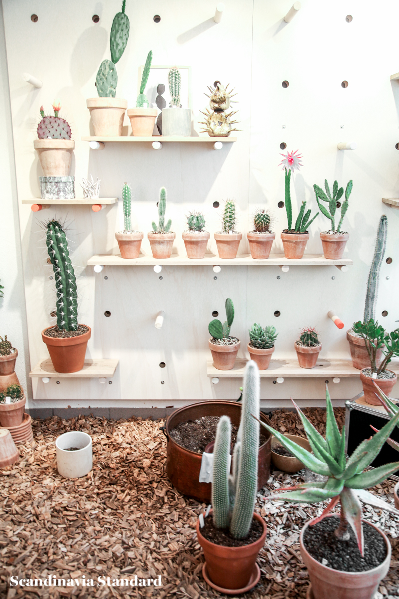 Kaktus Copenhagen - Jægersborggade | Scandinavia Standard