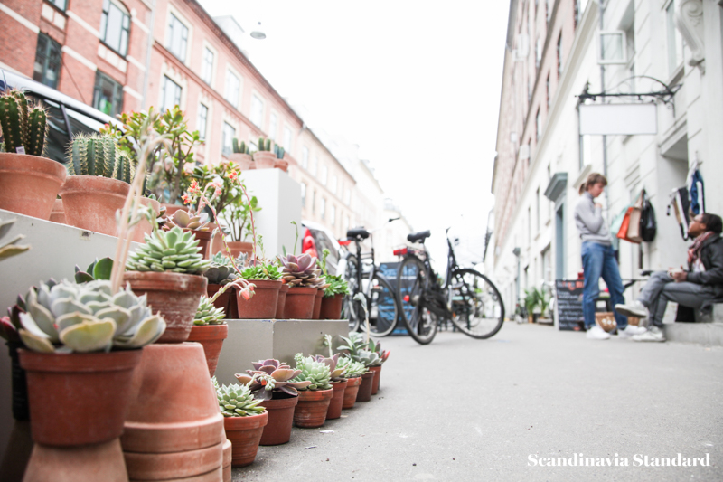 Kaktus Copenhagen - Jægersborggade Street View | Scandinavia Standard