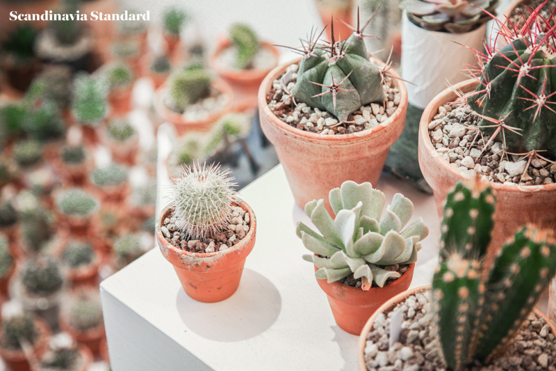 Kaktus Copenhagen - Plant Display - Jægersborggade | Scandinavia Standard