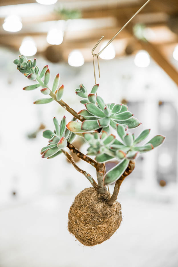 Planteplaneter Copenhagen Single Plant KOKEDAMA | Scandinavia Standard