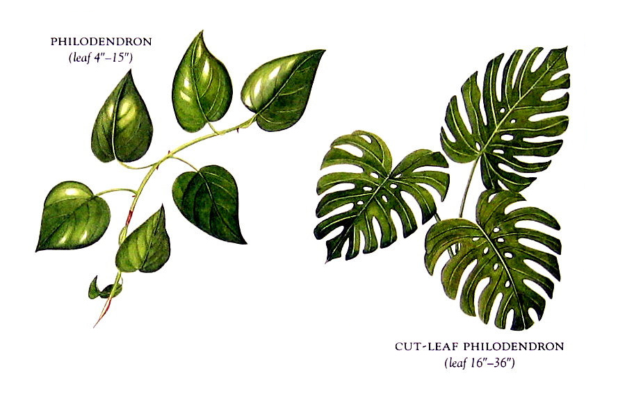 Philodendron