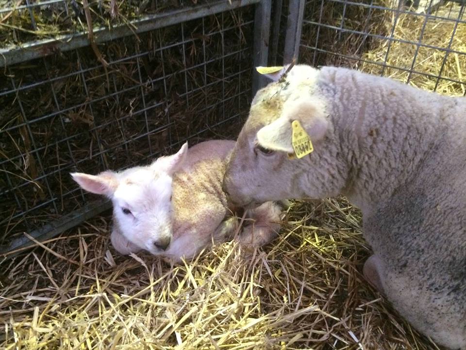 LAMB DAY - MARCH 2016