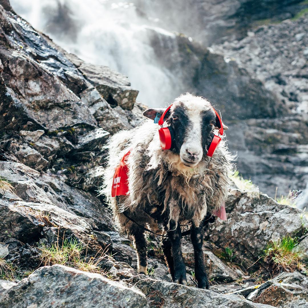 Scandi Six: Norwegian Instagram Account to Follow - Sheepwithaview