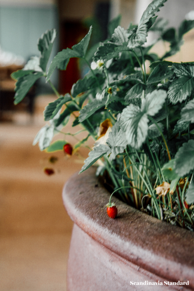 restaurant-108-strawberries-new-nordic-in-copenhagen-scandinavia-standard-2