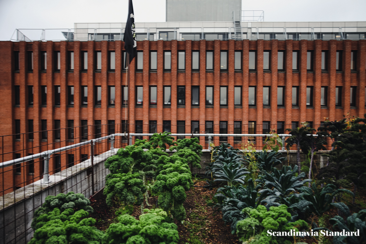 ostergro-copenhagn-rooftop-garden-plants-scandianvia-standard