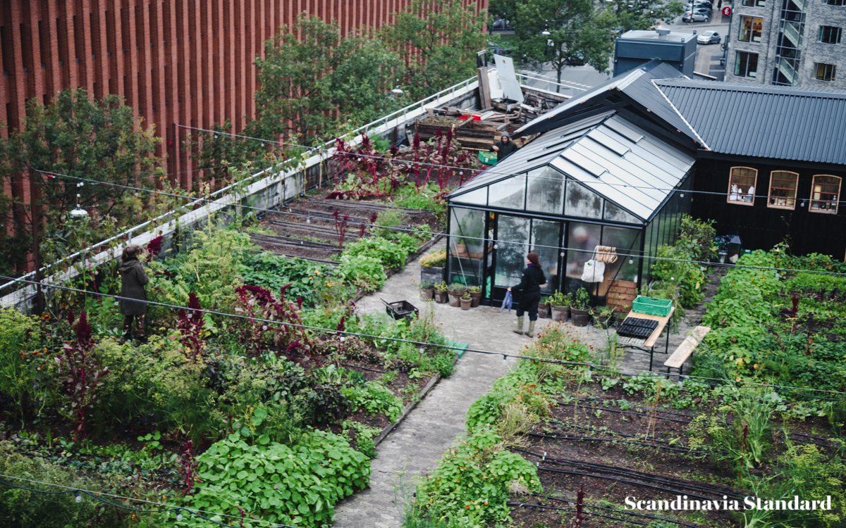 ostergro-copenhagn-rooftop-garden-view-scandianvia-standard