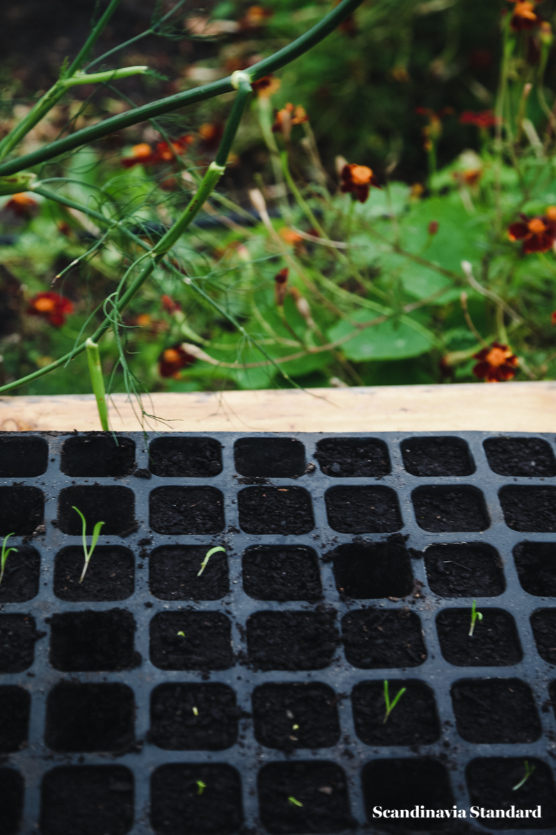 ostergro-seedlings-copenhagn-rooftop-garden-scandianvia-standard