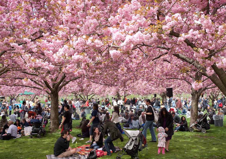sakura festival copenhagen