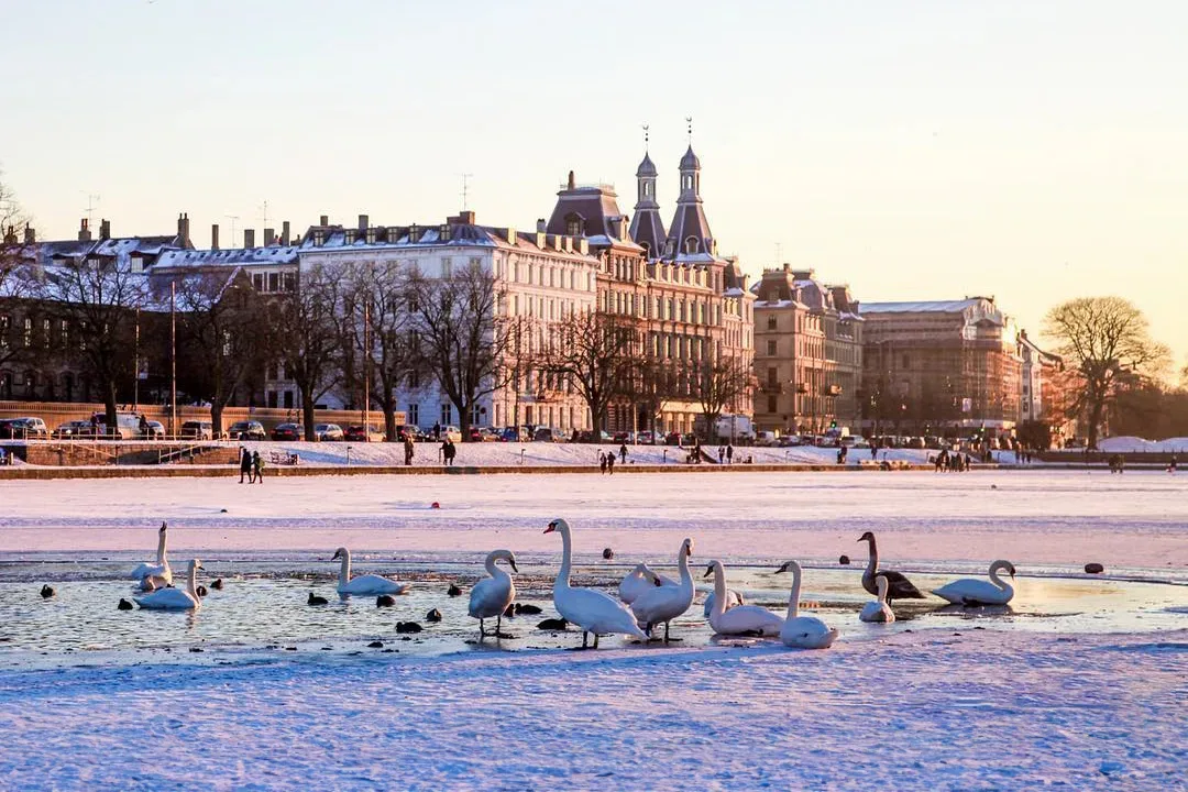 Swans on a frozen pond in stockholm, sweden.