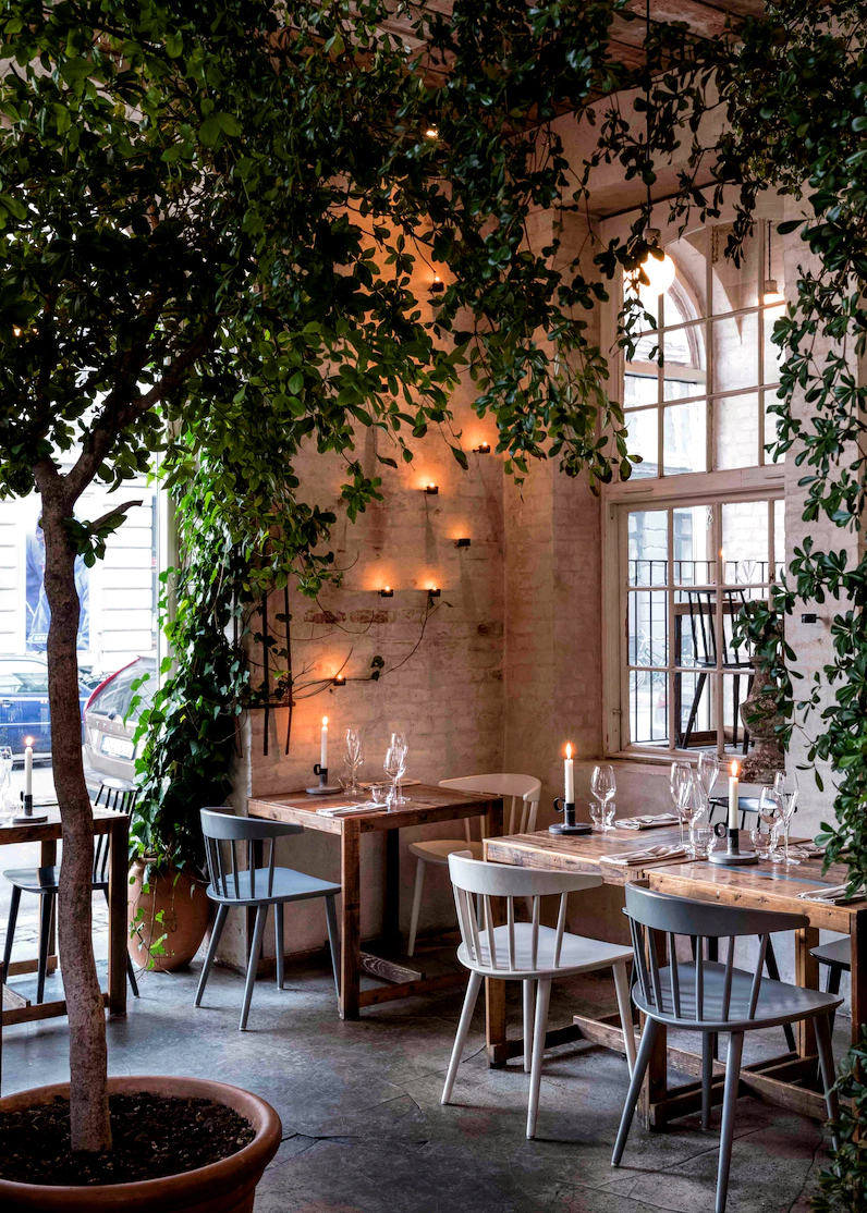 A tree in the middle of a Copenhagen restaurant.