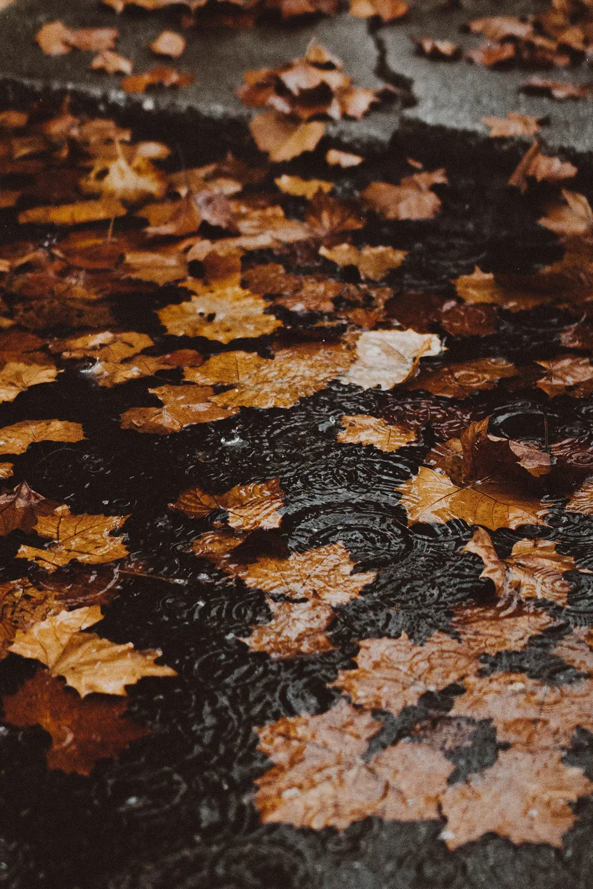 Autumn leaves on a puddle.