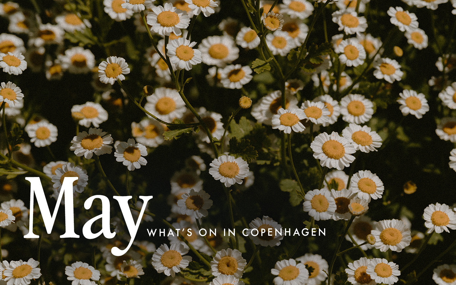 What's On in Copenhagen May 2024
