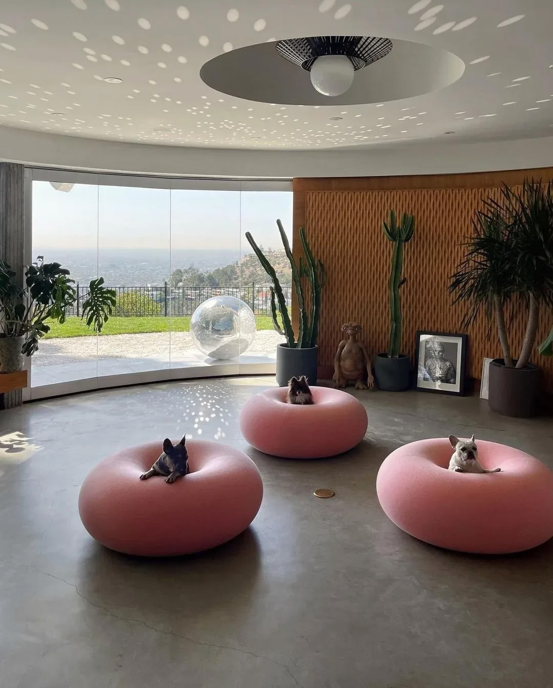 Three small dogs sit on pink circular seats in a modern living room with large windows, plants, and patterned lighting on the ceiling and walls.